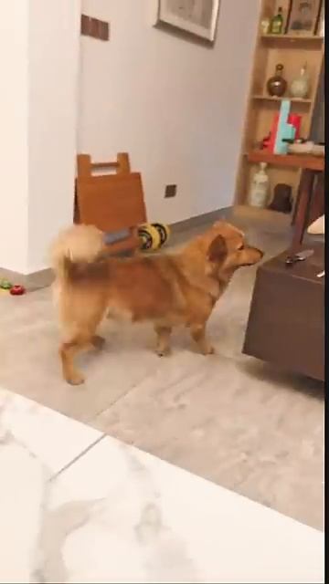 I'm just kidding you. Aren't you embarrassing your dad This dog is a real dog. D