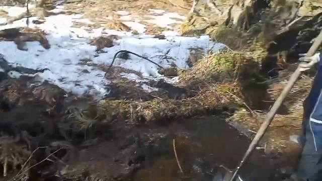 Пруд в лесу. Часть 1