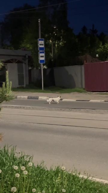 «Около остановки «тухачевского» и в районе среднего венца бегает собака, видно что потерялась