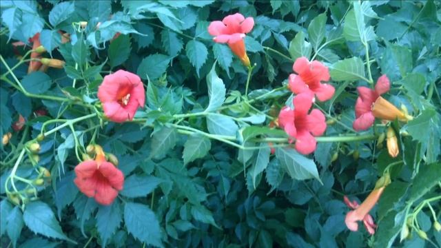 ГОРОДСКИЕ ЦВЕТЫ.ВСЕ КРАСКИ ЛЕТА!