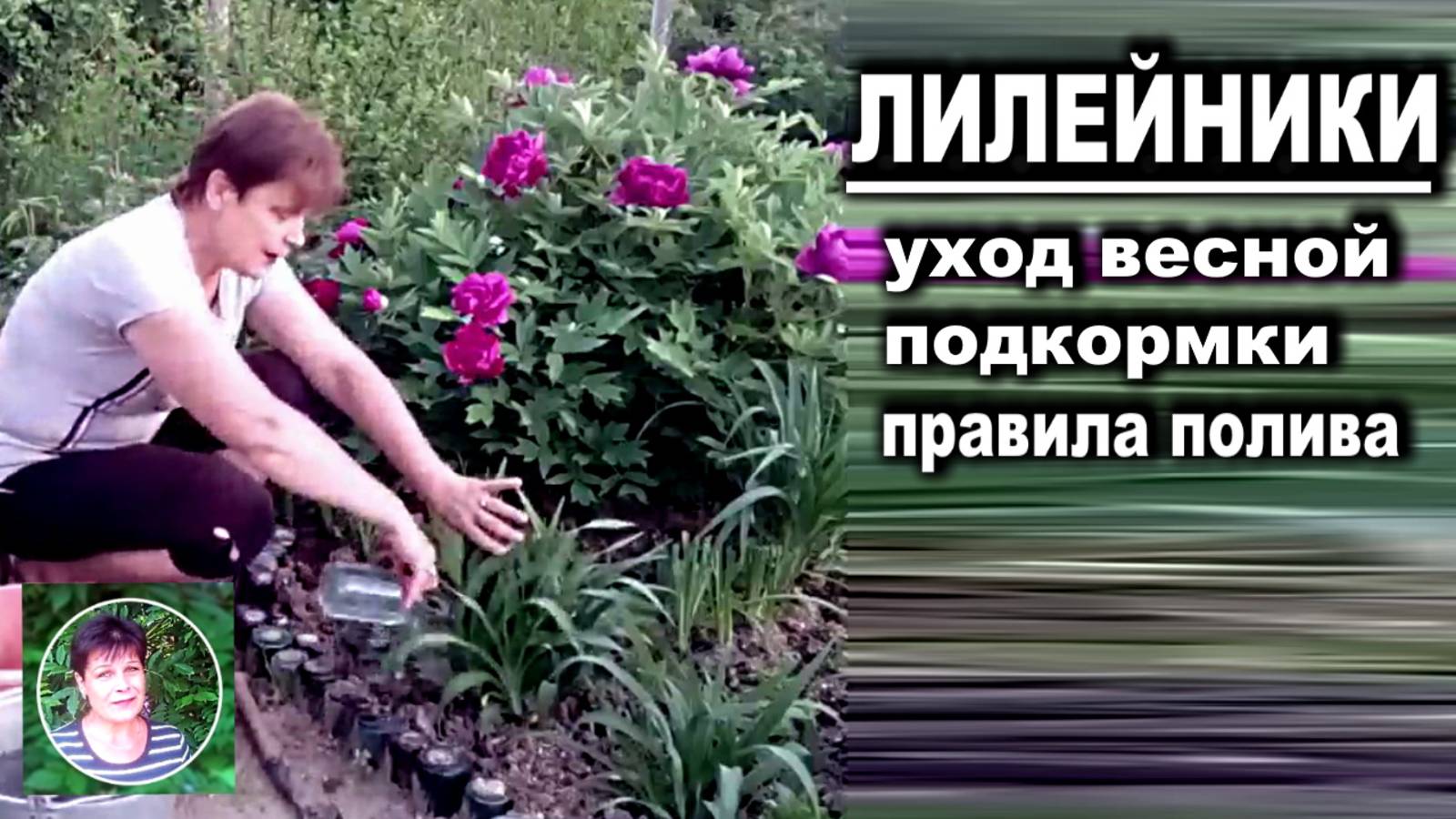 Лилейники в саду Чем подкормить весной Правила поливов