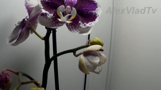 Как распускается орхидея(orchid disclosed)... SJCAM SJ4000 WiFi, режим vedeolapse.