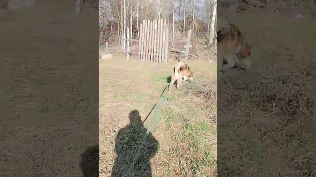 Развлечение на участке