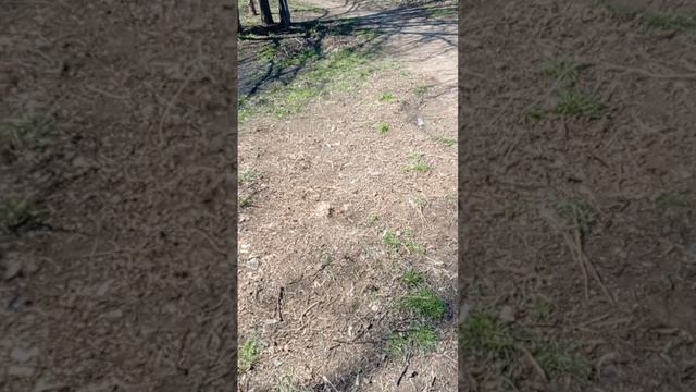 ПИПИНДУРЫ 10 СЕРИЯ