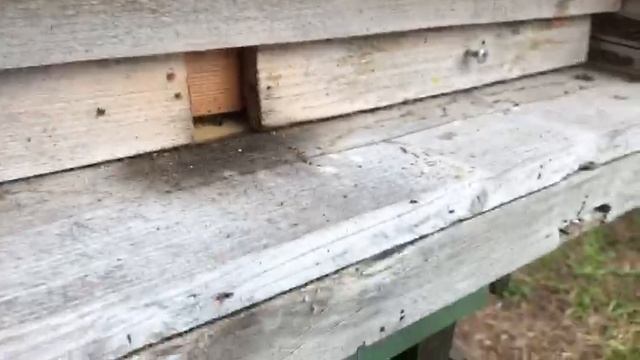 Молодые семьи на пасеке у дома