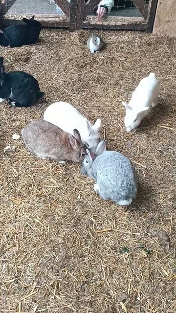 Кролики 🐰🐇