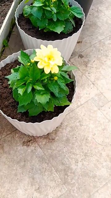 #надаче #садоводство #садогороддача #дача #начинающийс