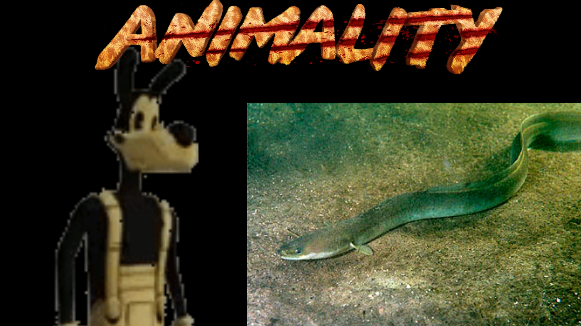 Boris animality - eel