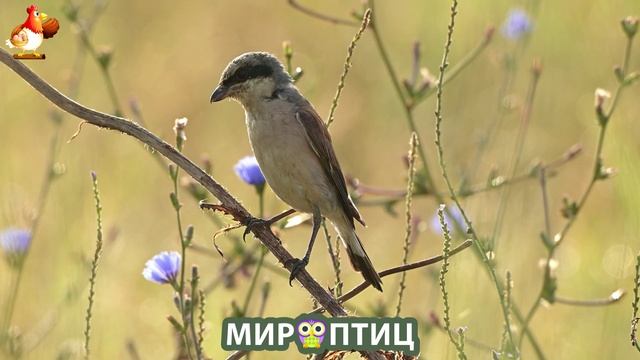 Мир птиц – красота и грация пернатых созданий Природы 🦩🦚🦜 Выпуск (131) 🦉🐦🐤