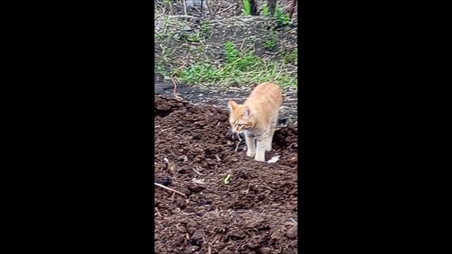 Кот.Фокс