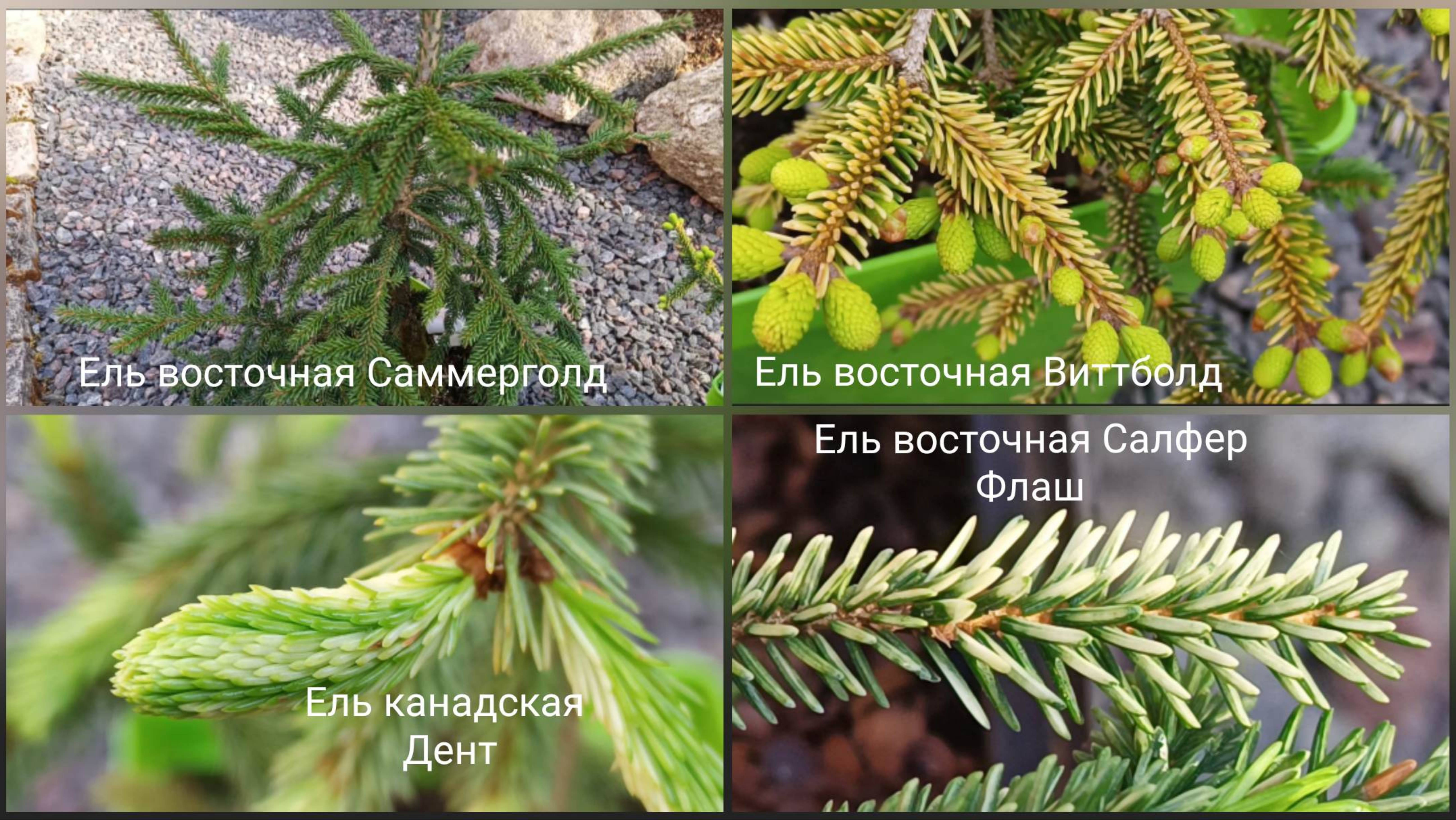 Восточные ели Саммерголд, Виттболд, Салфер Флаш, канадская ель Дент.