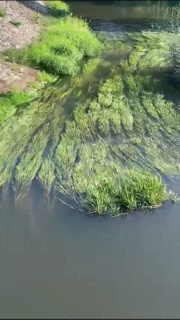 VID-20250518-WA0112.mp4