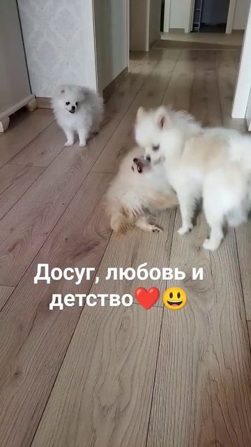 Мордачки играются 😃 #видеоссобаками #животные #краснодар