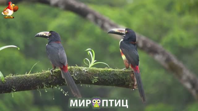 Мир птиц – красота и грация пернатых созданий Природы 🦩🦚🦜 Выпуск (132) 🦉🐦🐤