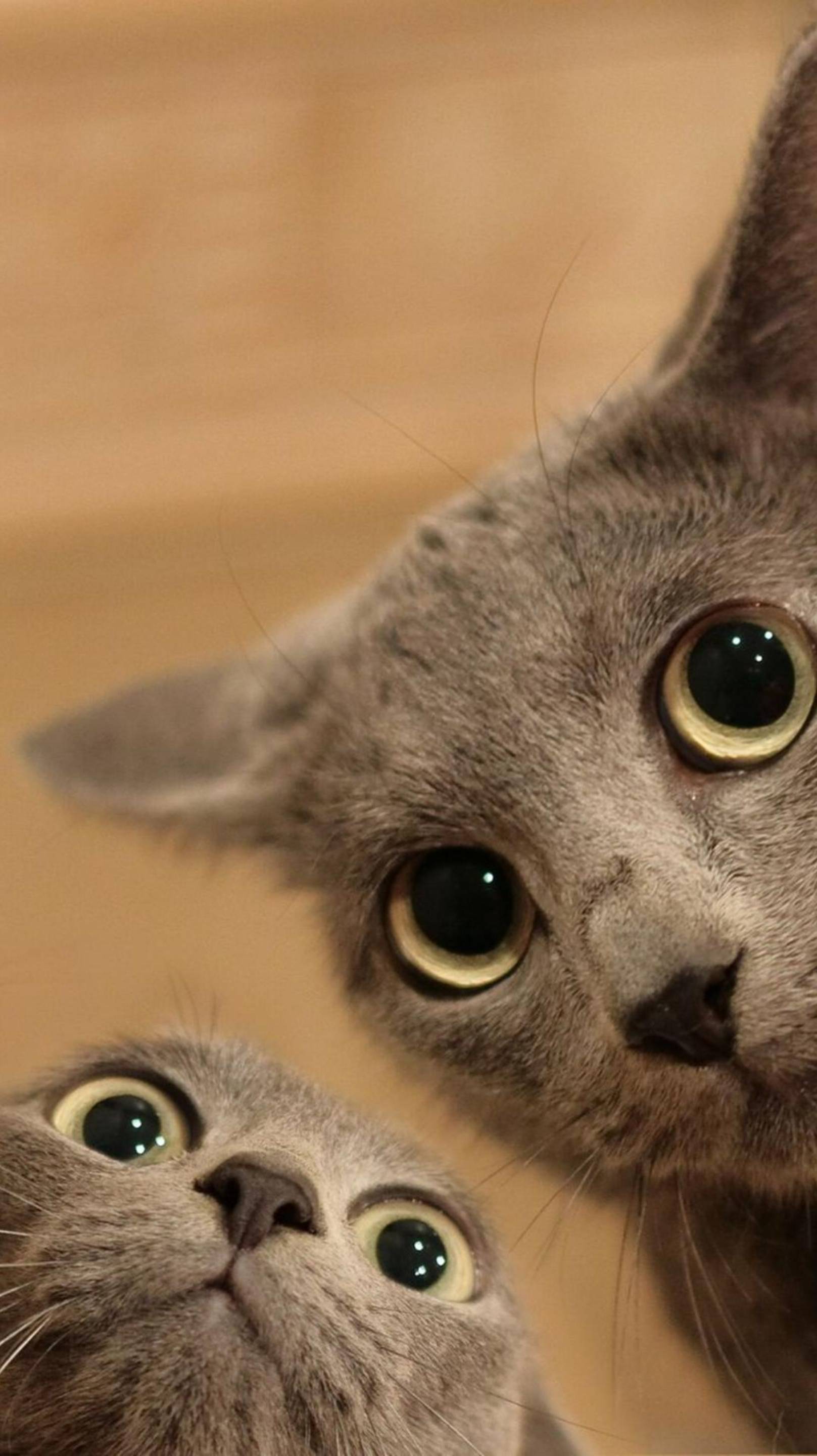 Какая странная ШТУКА! 🔥 Кот СМЕШНО Испачкался! 😂 #cat #funny #юмор
