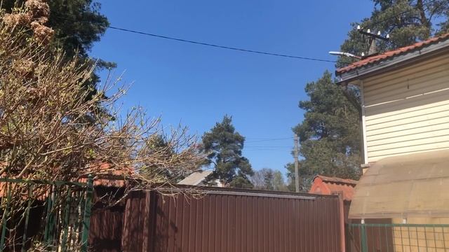 16-05-2025 Встречаю утро с тибетскими мастифами