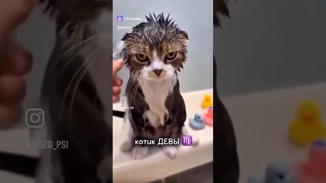 Коты и психи