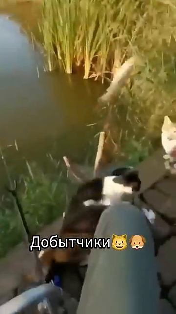 Грабители.МиссияЕДА#food robbers #shortsvideo