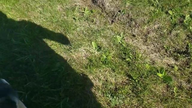 Суслик и собаки. Часть 2