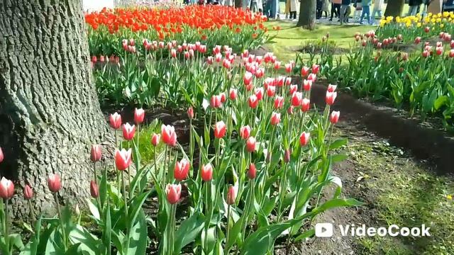 Фестиваль тюльпанов на Елагином острове.