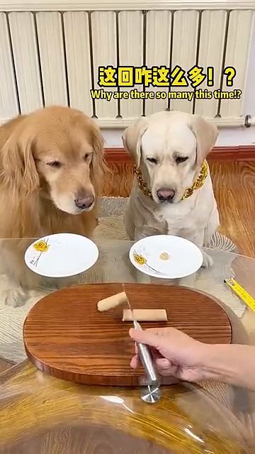 狗子：难道我是充话费送的。。。Dog_ Could it be that I sent it with phone bills . . #萌寵#寵物#搞笑#拉布