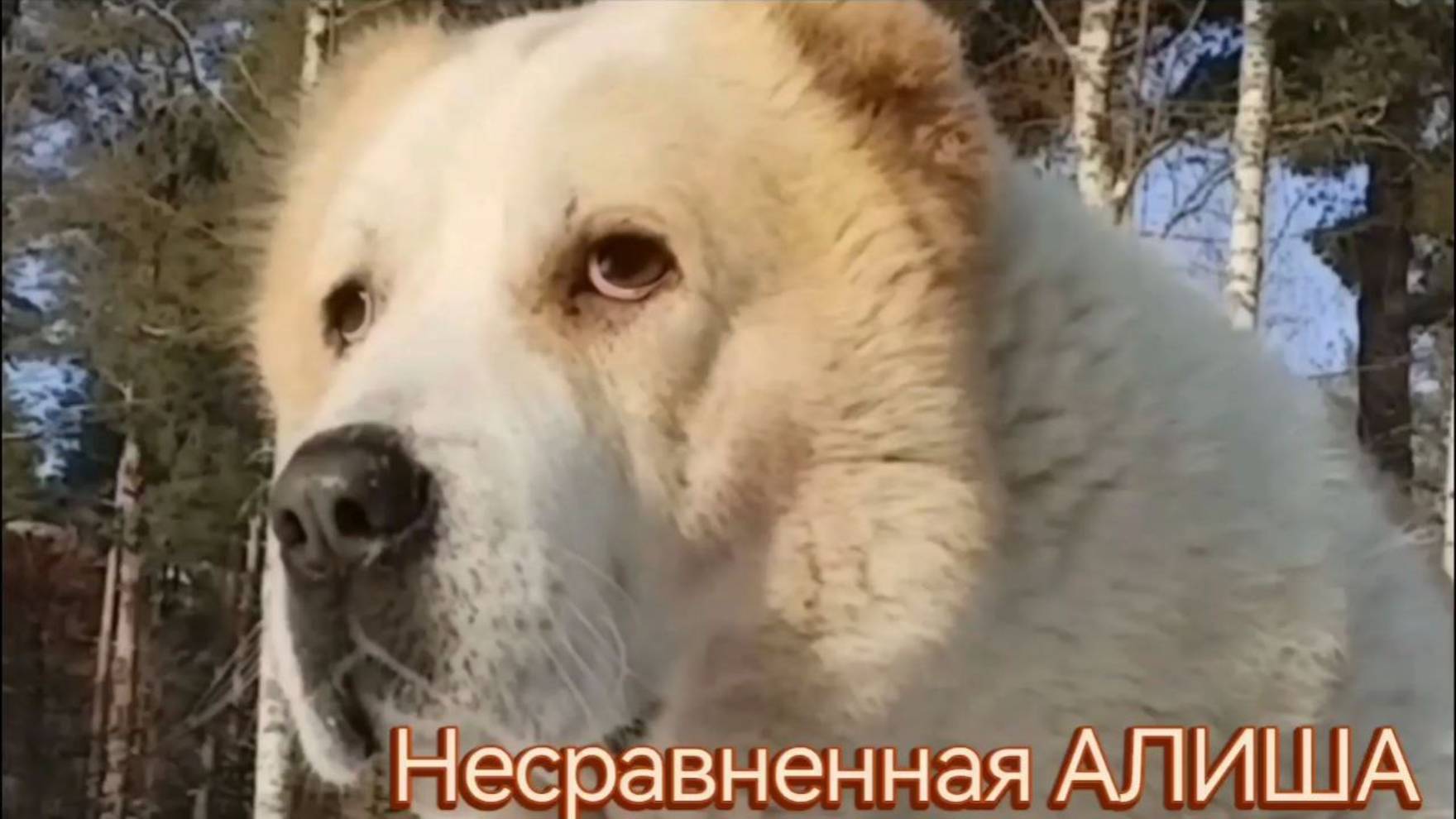 Несравненная Алиша