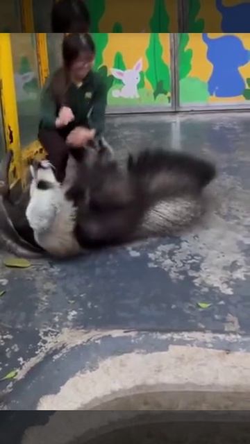 _muraved_yapfiles.ru