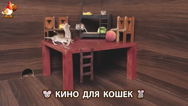 Видео для кошек про крысок развлекать питомцев 🐭🐀😂 (107)