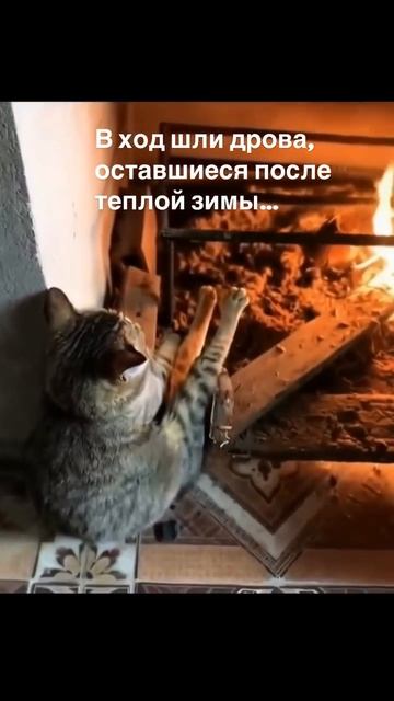 лапки замерзли