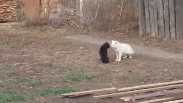 Коты крутые разборки в стиле кунгфу