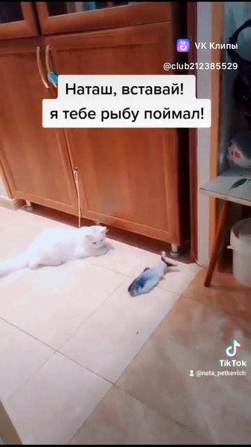 коты самые любимые существа