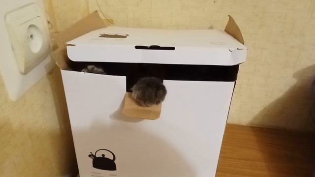 Кот Жорик и коробка. Стоит ли залезать в коробку? Веселый котик и его смешные игры с коробкой.