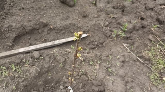18.05.26 После дождей травы наросло много.