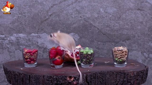 Видео для кошек про крысок развлекать питомцев 🐭🐀😂 (108)