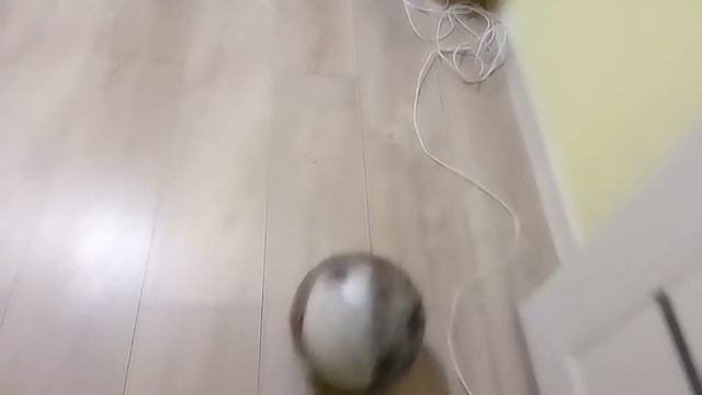 Играем в футбол(футбол дома)