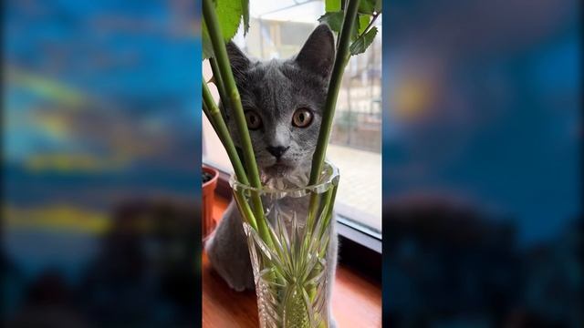 🔥 Самые смешные животные 😂 Приколы с котами и собаками 2025 😺🐶