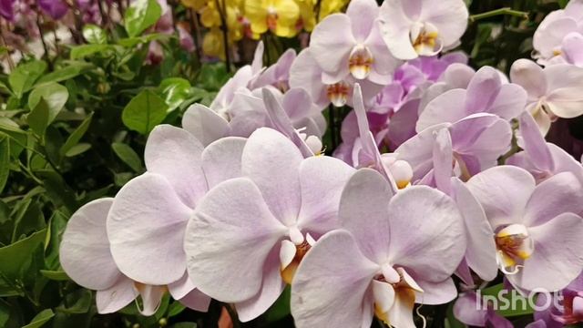 Новые орхидеи в Бауцентре/18.05.25/