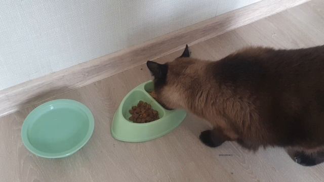 Котик проголодался