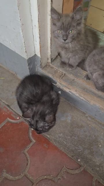 Котята, три мальчика очень красивых