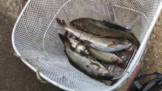 Рыбалка на хариуса на таёжной реке