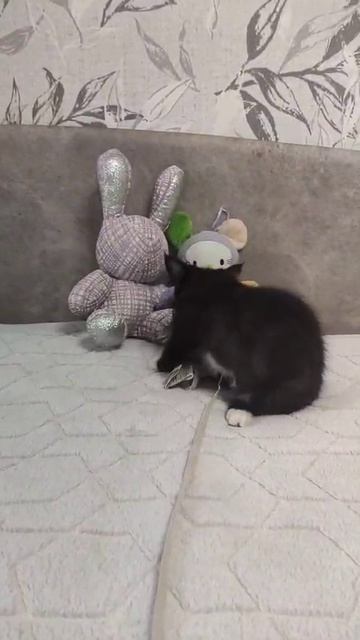 кошка
