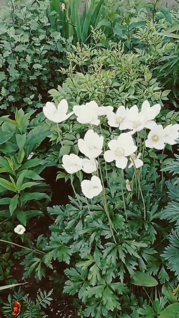 Клумба🌼около💐моего🌷дома🏵️