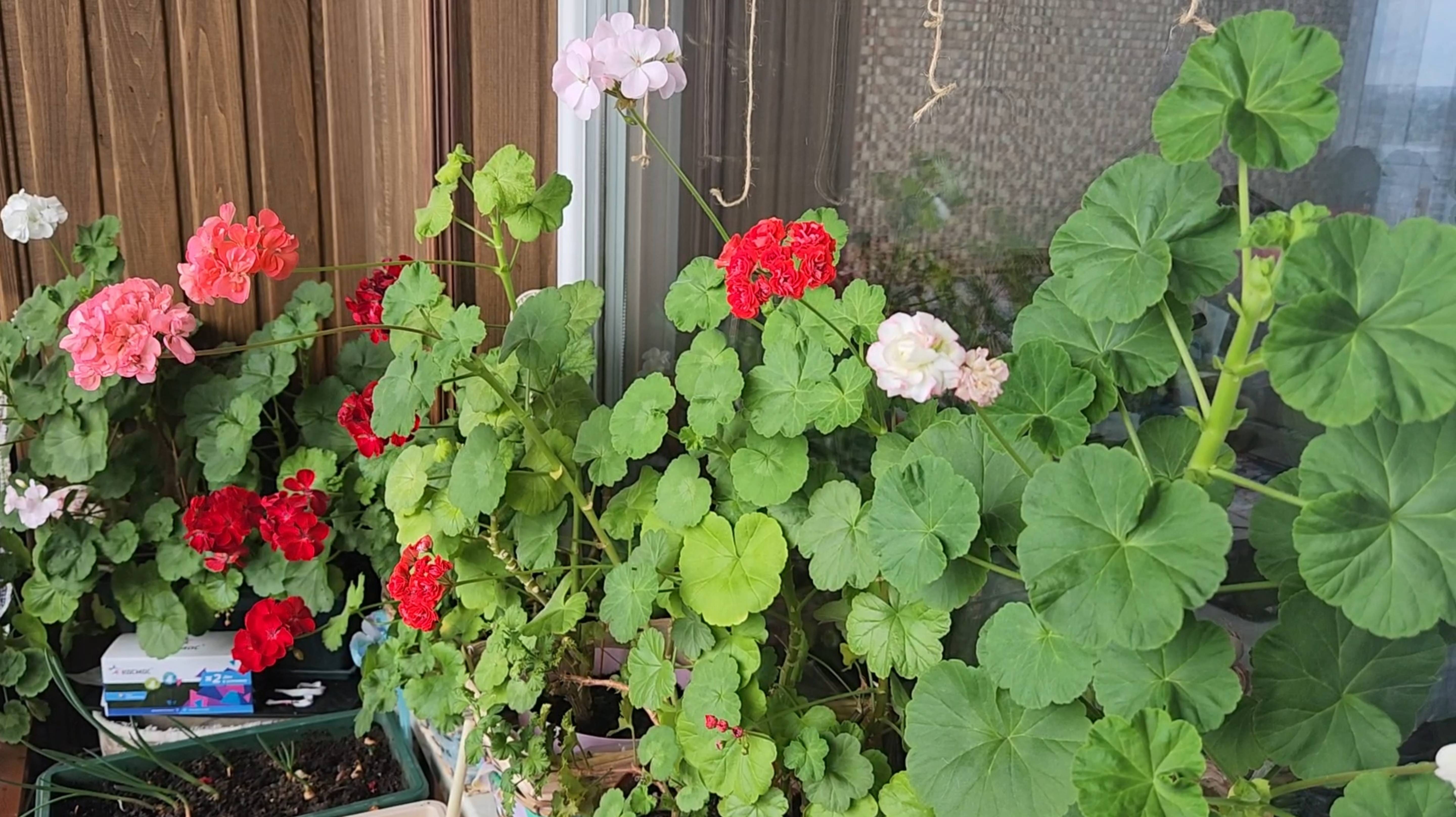 Цветы 💐 на балконах в мае