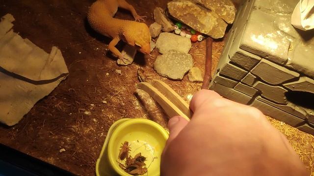 Эублефар ест сверчков