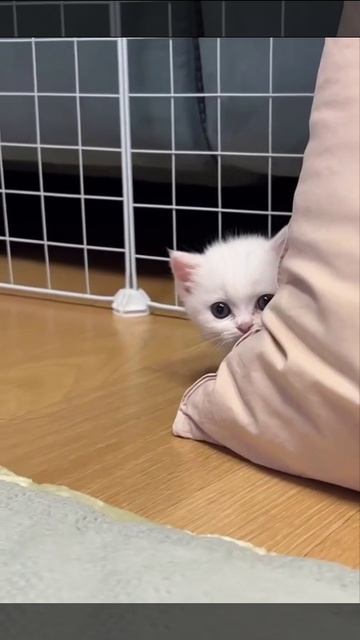 Подглядунчик и подкрадунчик 😊