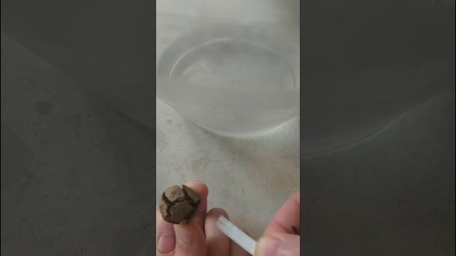 Как вытащить клеща 2025