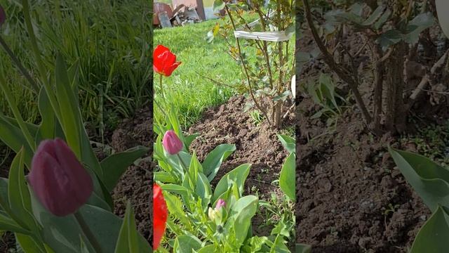 Один раз в год сады цветут.