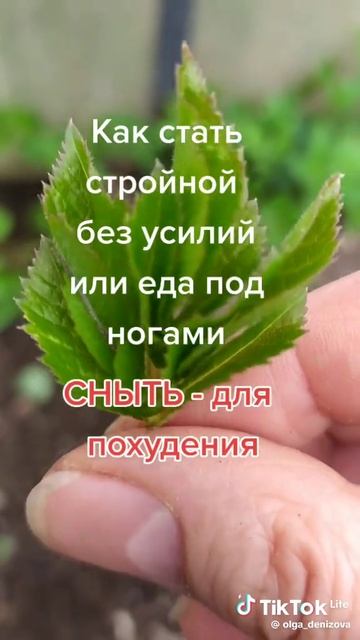 Зелёная здравница 11