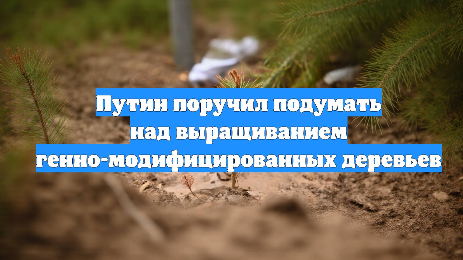 Путин поручил подумать над выращиванием генно-модифицированных деревьев
