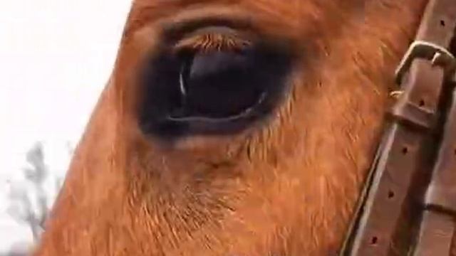 telegram-cloud-document-2-5271506644222637424